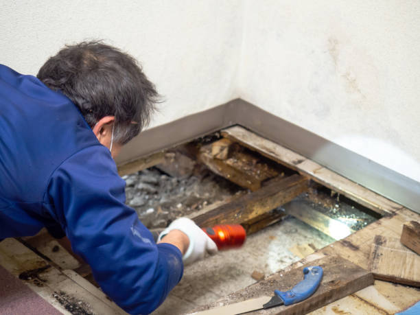 Best Bathroom Mold Remediation in Lake Holm, WA