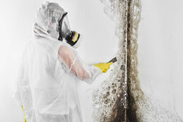 Best Post-Flood Mold Remediation in Lake Holm, WA