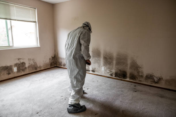 Localized Mold Remediation (e.g., coastal areas, humid climates)