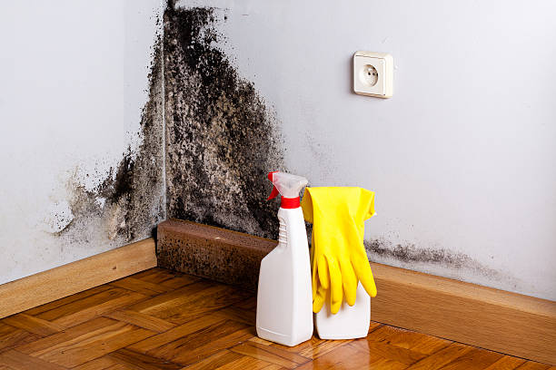 Best DIY Mold Remediation Support Services in Lake Holm, WA