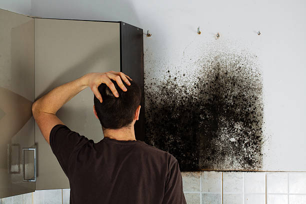 Best Emergency Mold Remediation in Lake Holm, WA