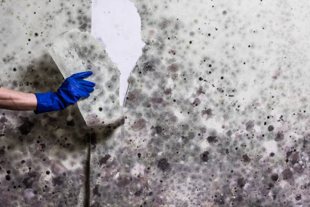 Lake Holm, WA Mold Remediation Company